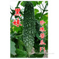 2014 Chinese Excellent Quality Fast Growing Black Bitter Gourd Seeds For Sale-Less Bitter